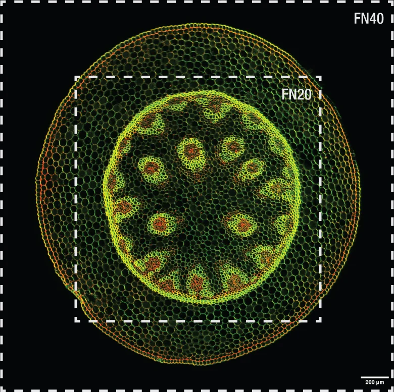 Bergamo® III Series Multiphoton Microscopy Platform